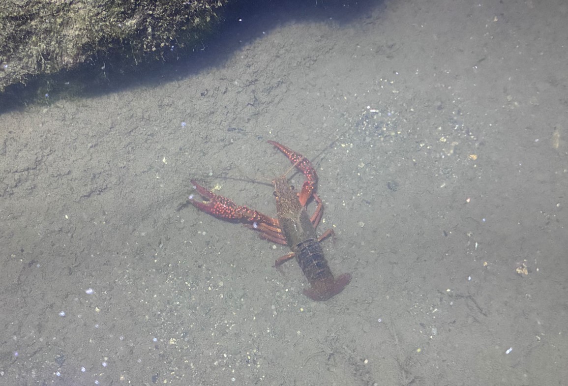 水底のザリガニ