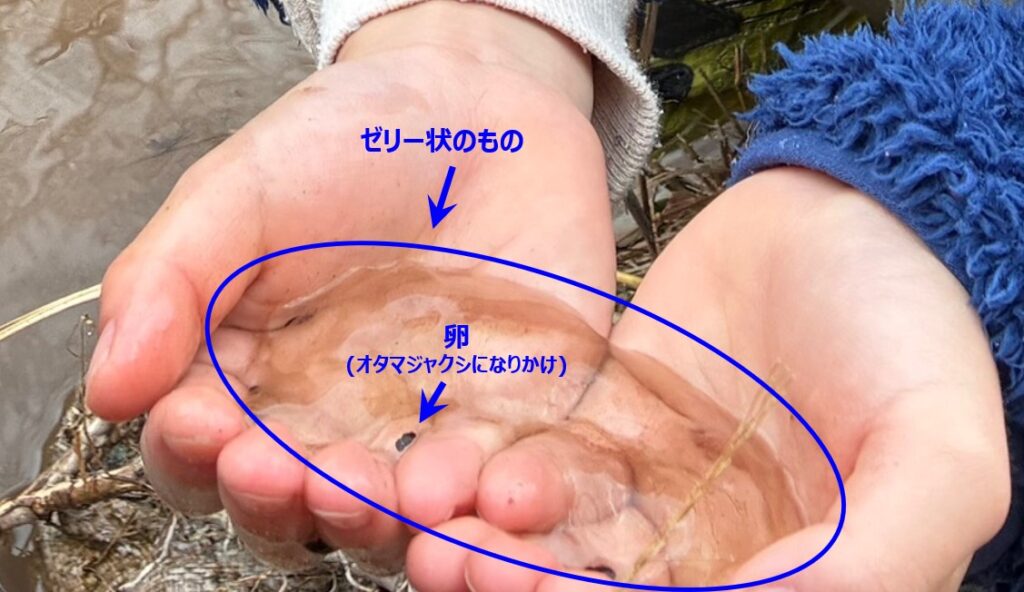 ヒキガエルの卵の様子