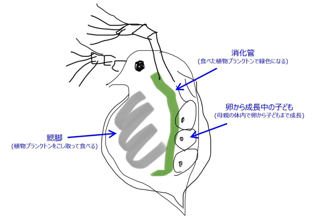 ミジンコの見た目