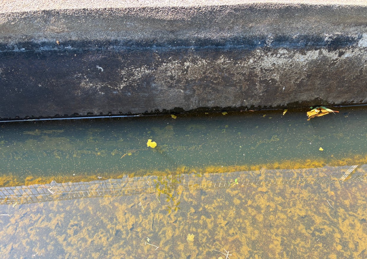 ミジンコがいる水路