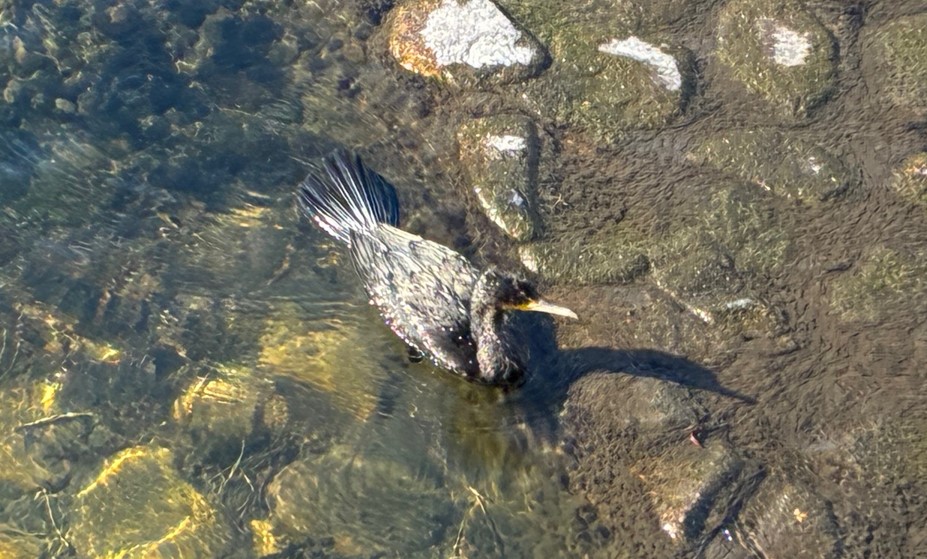 川辺で見かけたカワウ