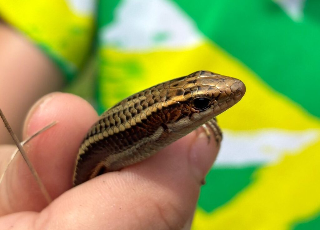 ニホントカゲの顔