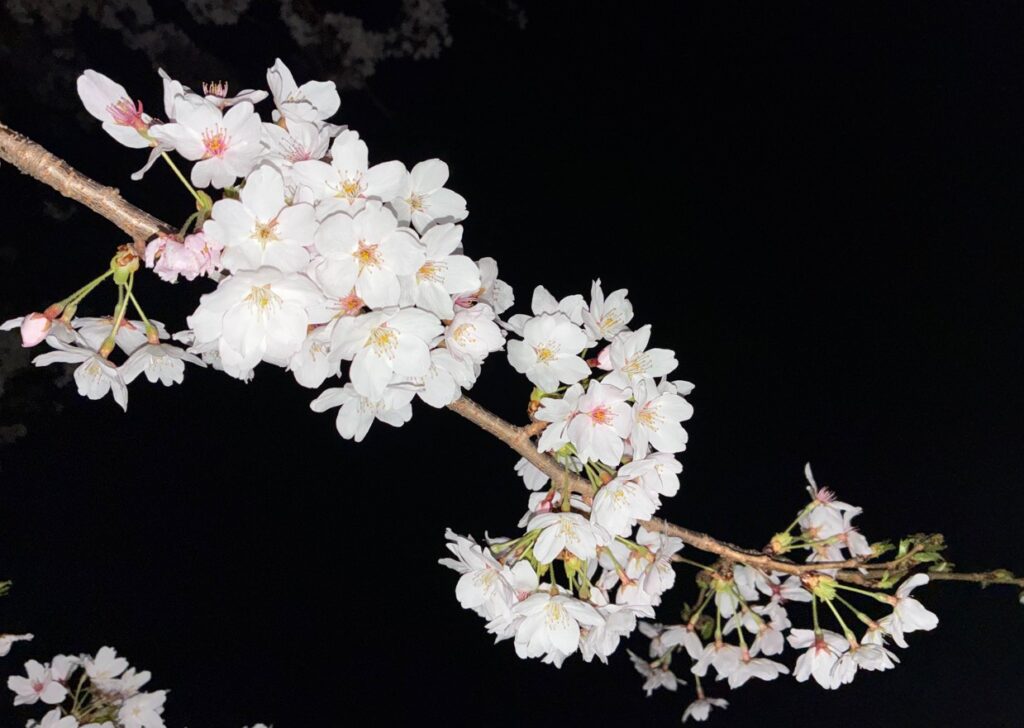 近所の公園で夜桜