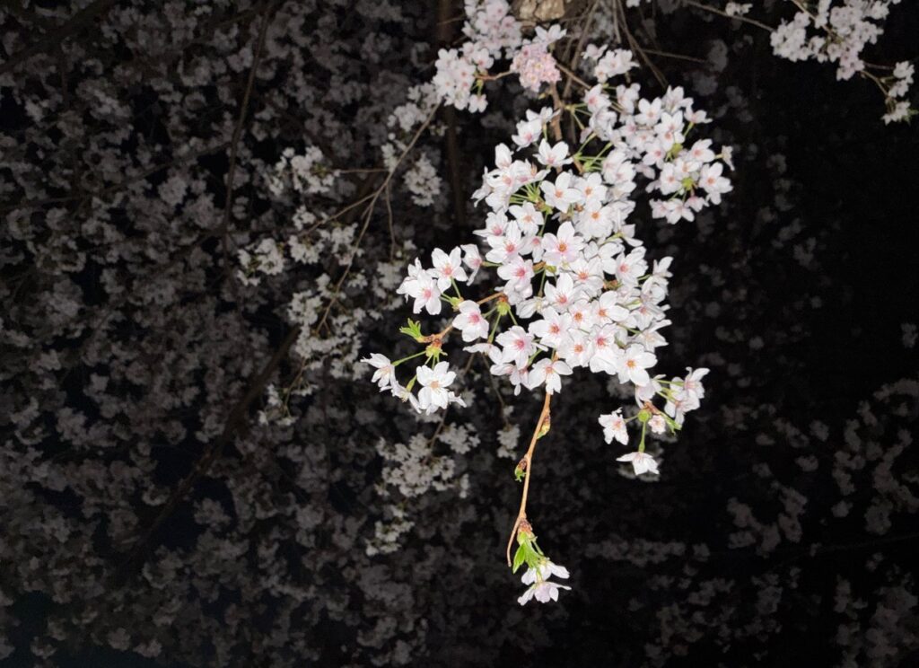 近所の公園で夜桜