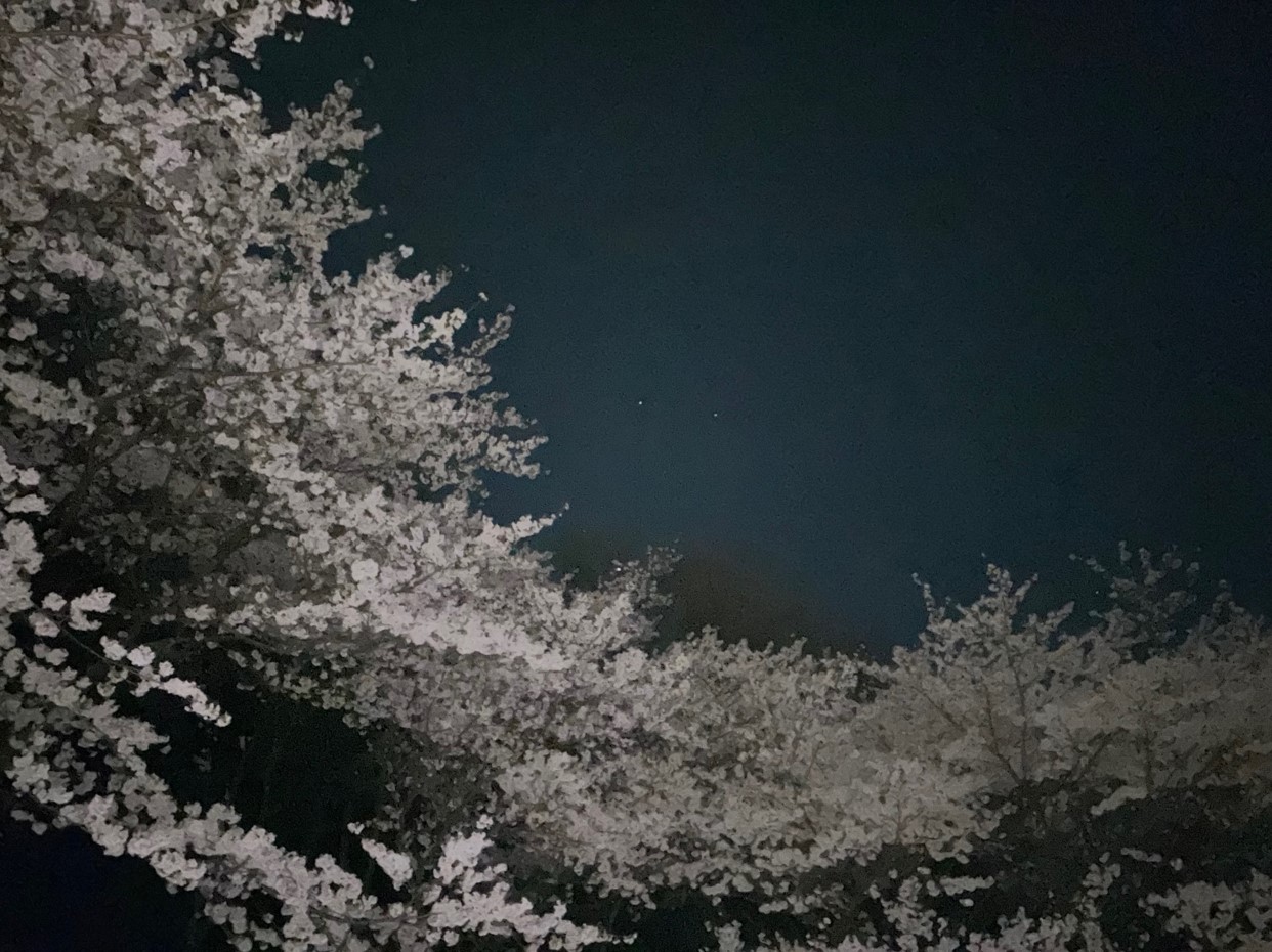 近所の公園で夜桜