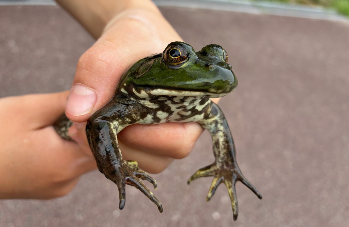 川で捕ったウシガエル