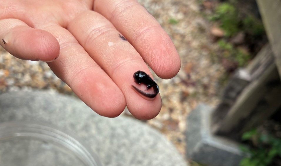 手足が生えたヒキガエルのオタマジャクシ