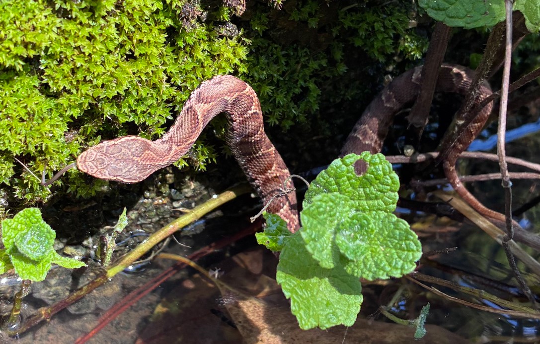 水辺の側溝にいたマムシ