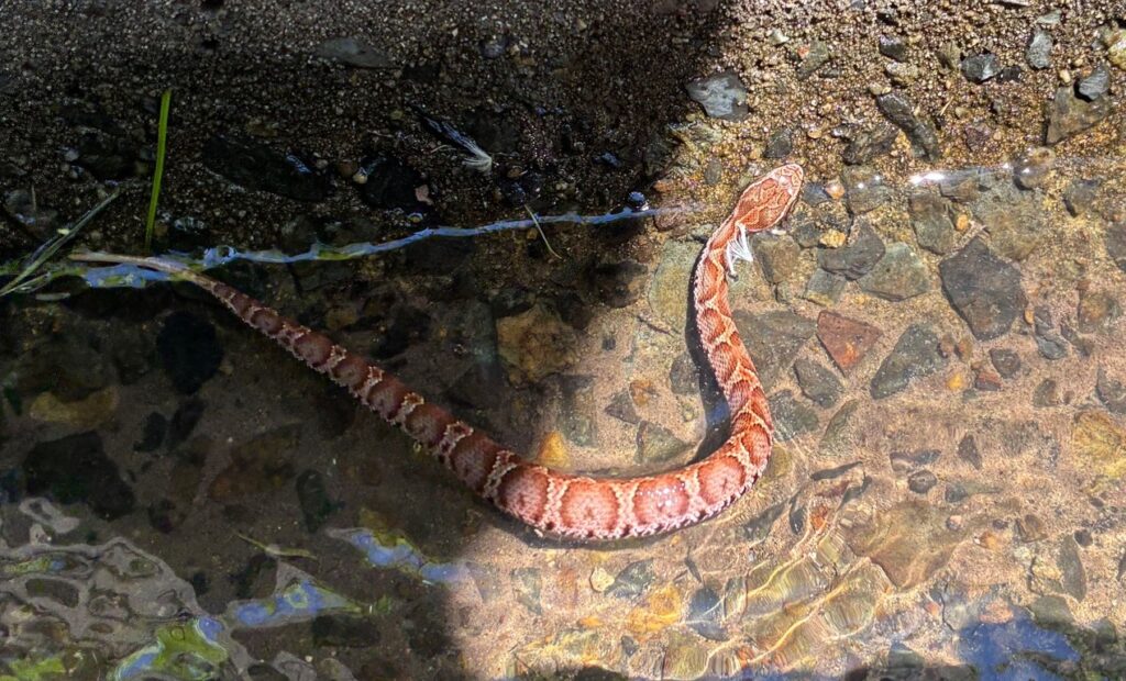 水辺の側溝にいたマムシ