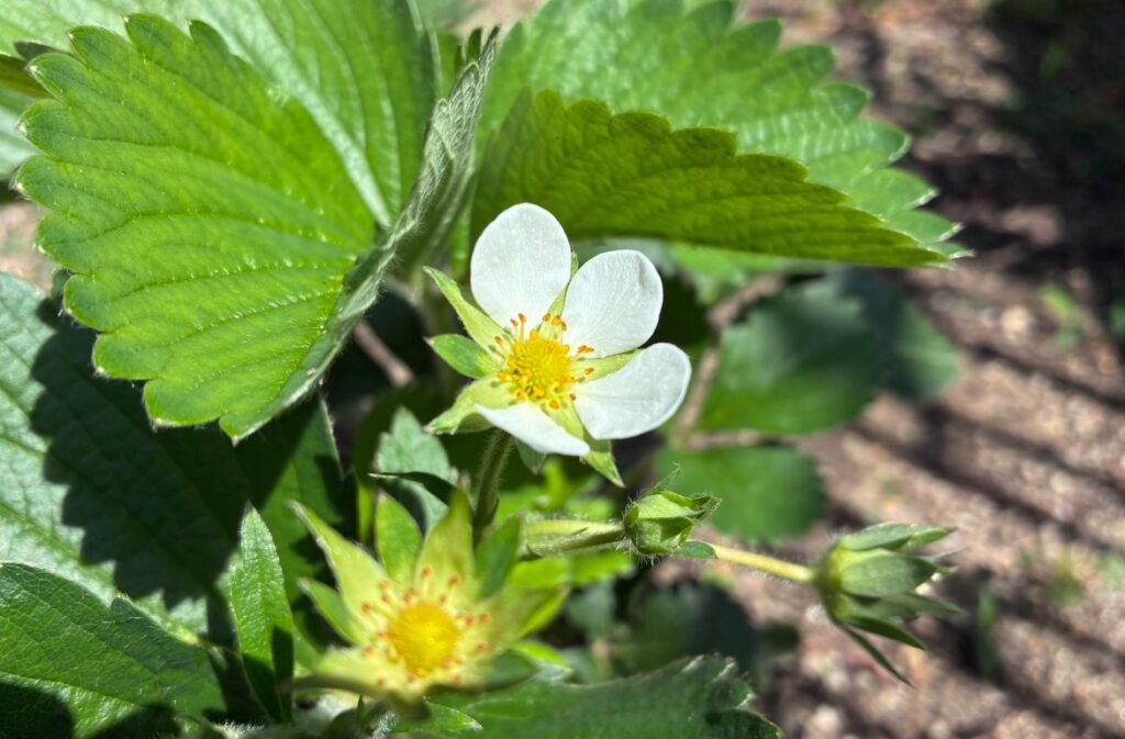 苗から育てたイチゴの花が咲いた。
