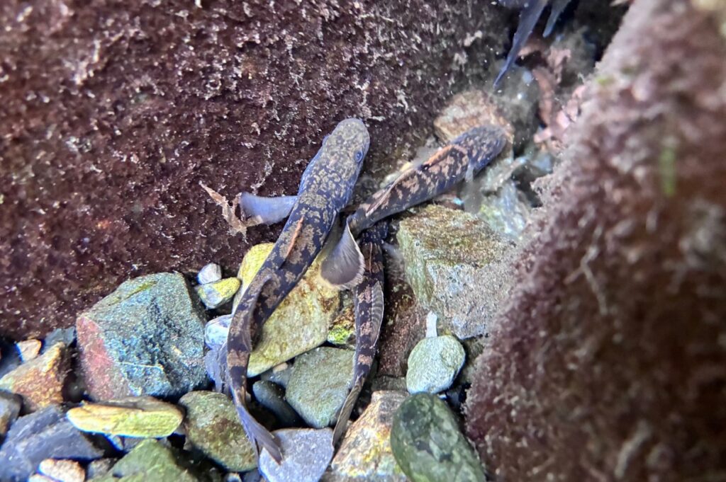川端に棲みつく魚たち。