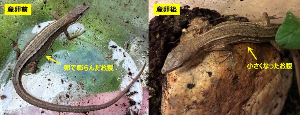 カナヘビの産卵前後のお腹の大きさ