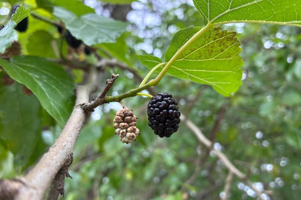 桑の実。熟すと黒紫色になる。