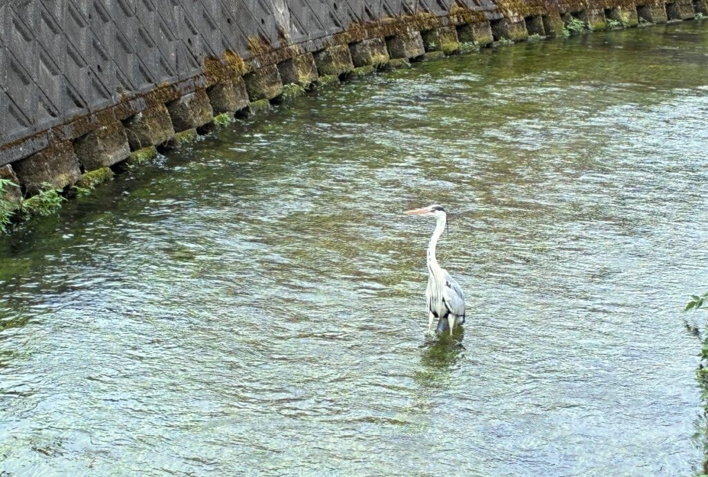 水鳥が集う水辺。