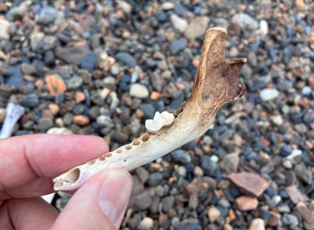 鹿などの草食動物の下顎の骨