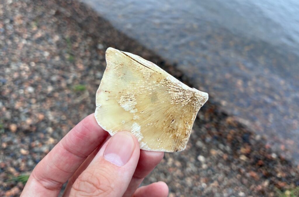 恐らくコイの頭の顔のあたりの骨