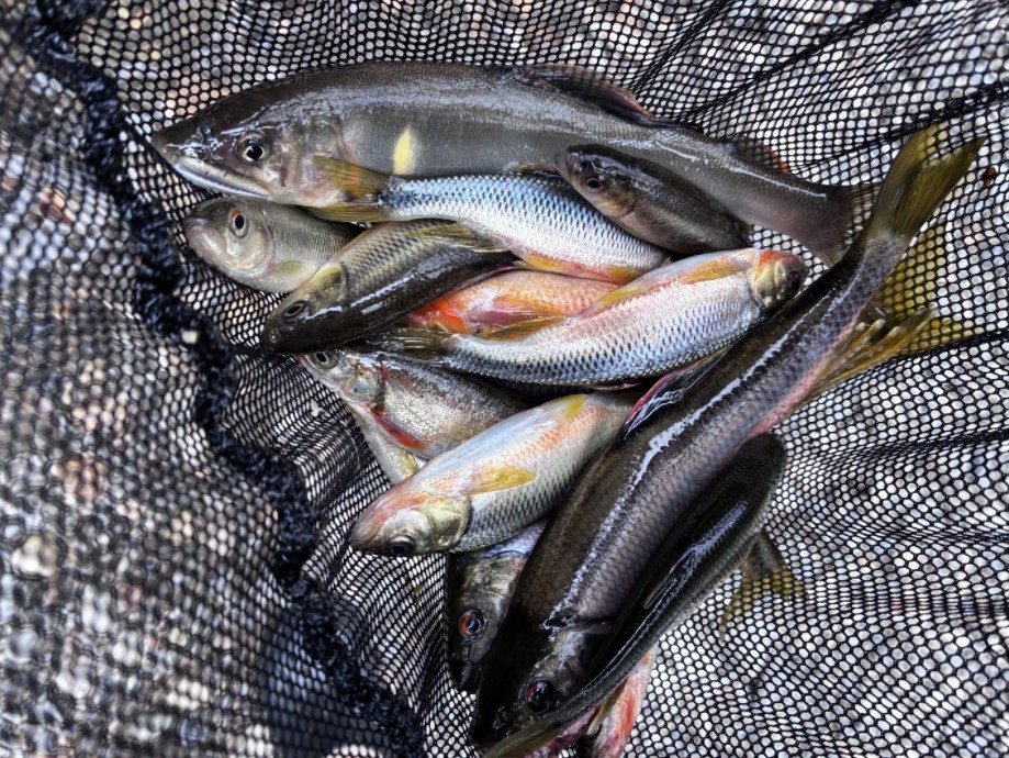 たくさんの川魚