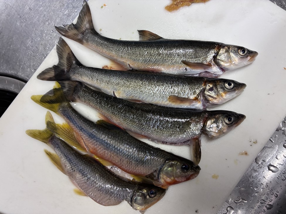 解剖の要領で魚を捌く