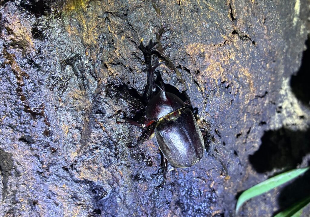 樹液を吸うカブトムシ