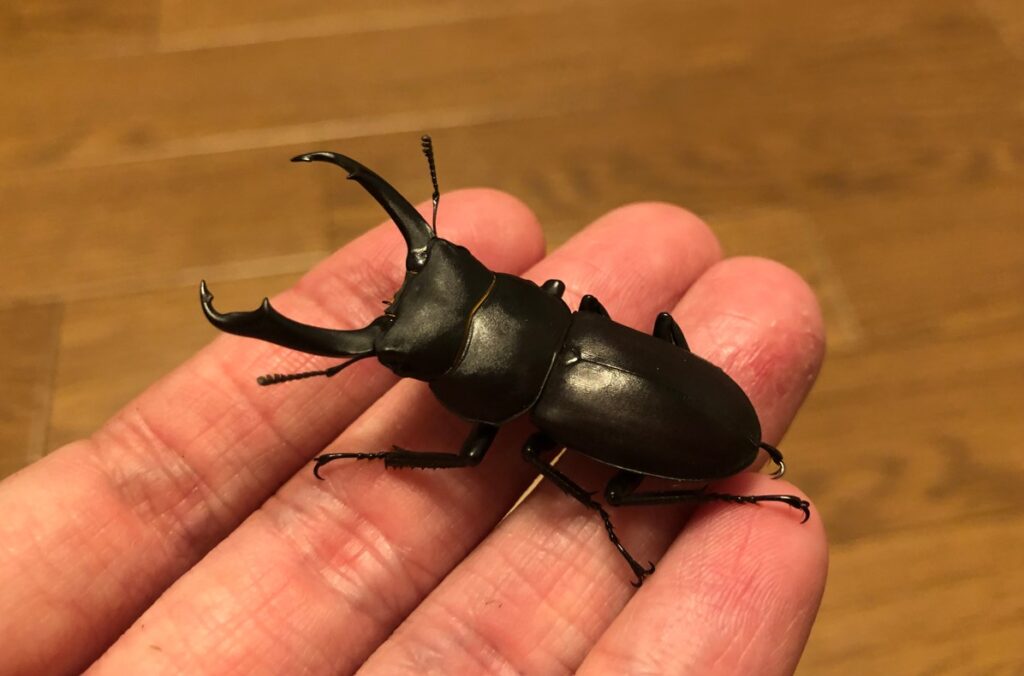 黒くてきれいなコクワガタ