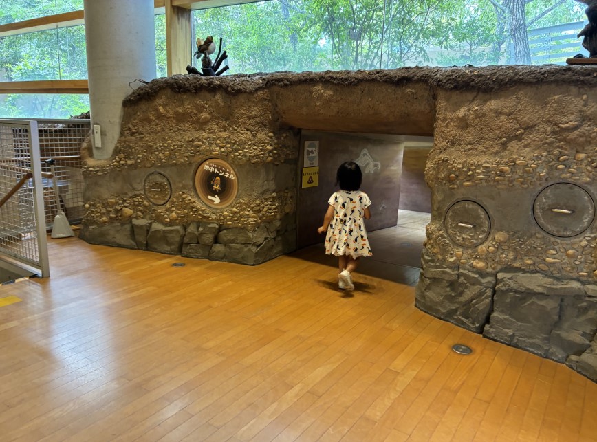 自然観察をテーマにした展示がたくさん