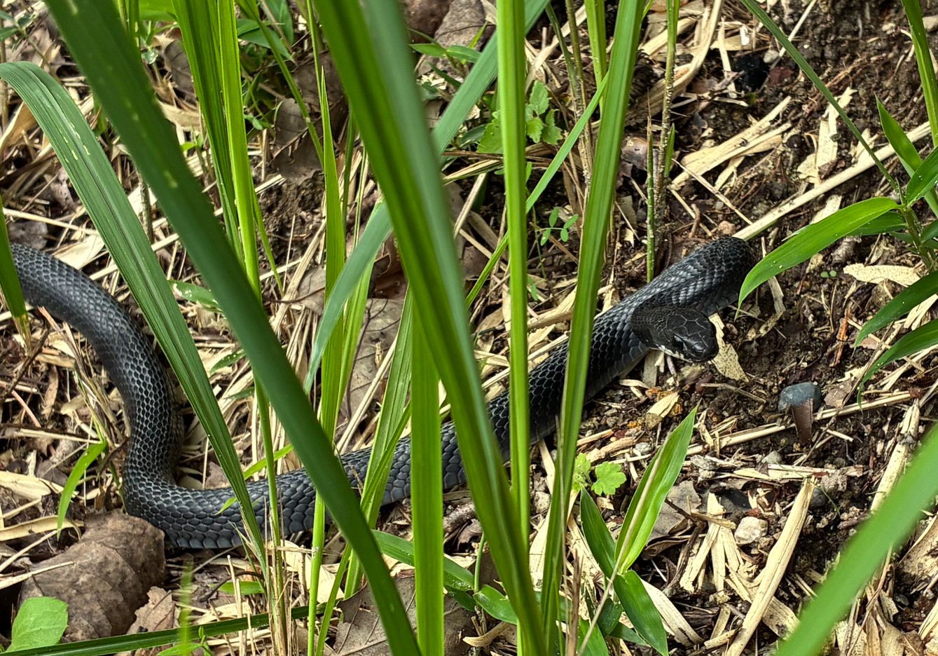 草むらで見つけたカラスヘビ