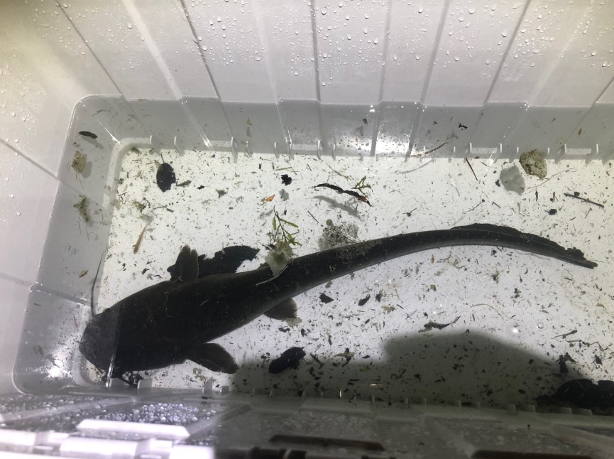 大きなナマズを捕獲