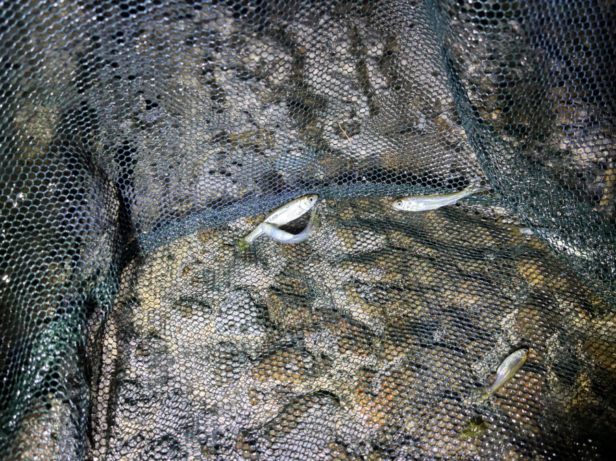 水たまりに取り残されていたオイカワの稚魚