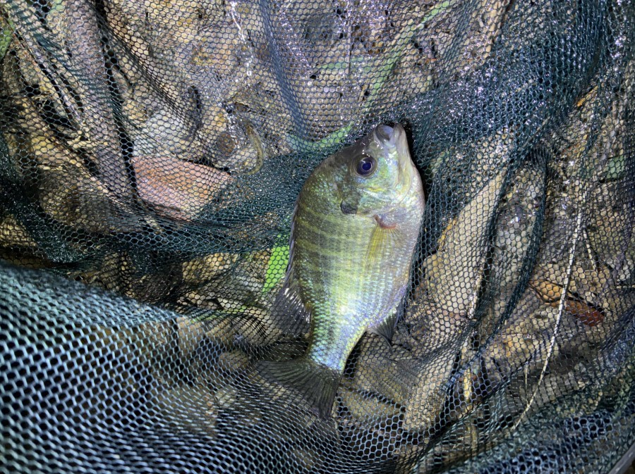 水たまりに取り残されていたブルーギル