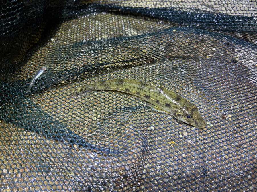 水たまりに取り残されていたカマツカ
