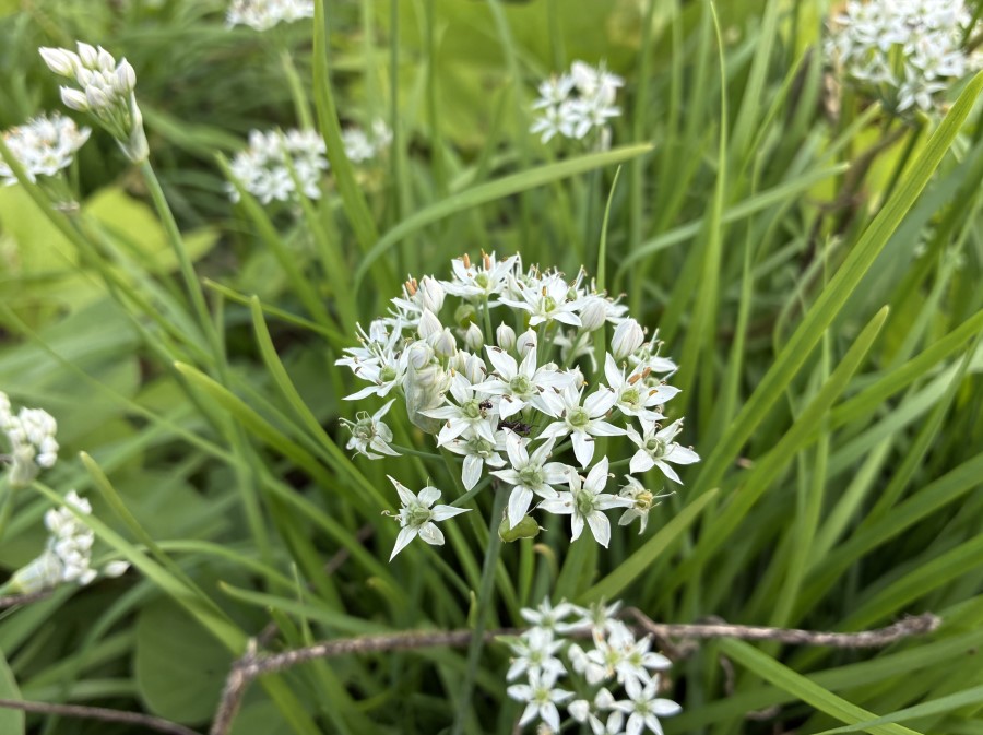 ニラの花