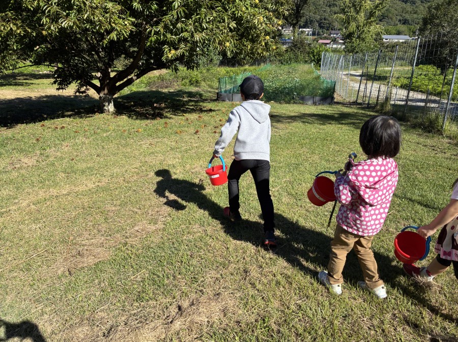 たくさん落ちている栗を見つけて走り出す子どもたち