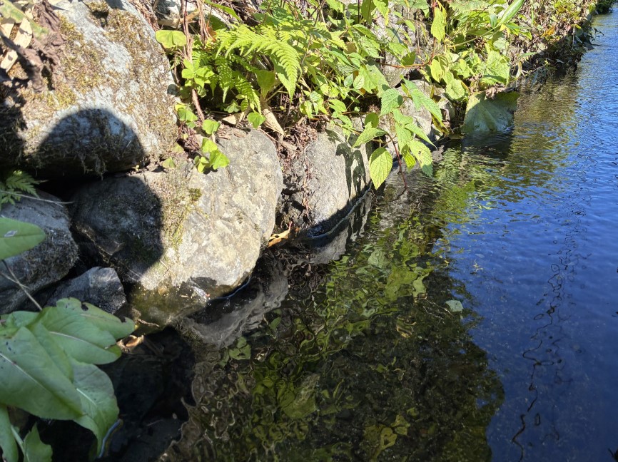 校舎横の水路。びっくりするほど水がきれい