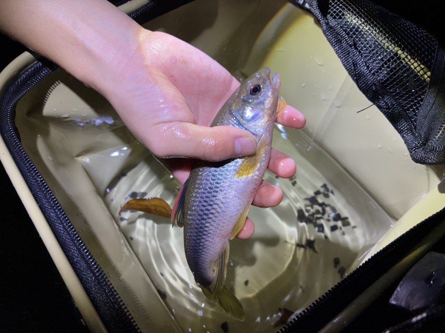 水路で採った大きなカワムツ