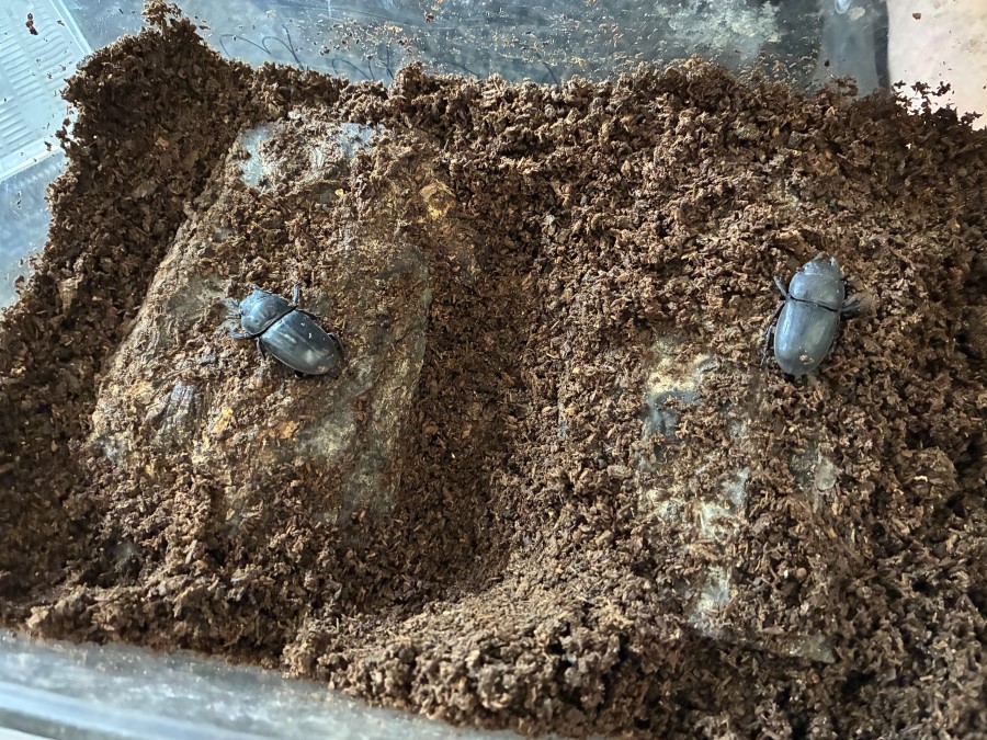 産卵木を2本入れたケースで飼育して産卵させる