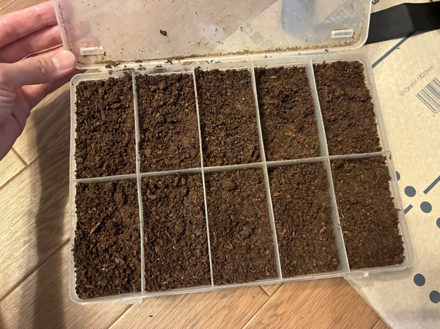 小分けにできるプラスチックケースで1匹ずつ飼う