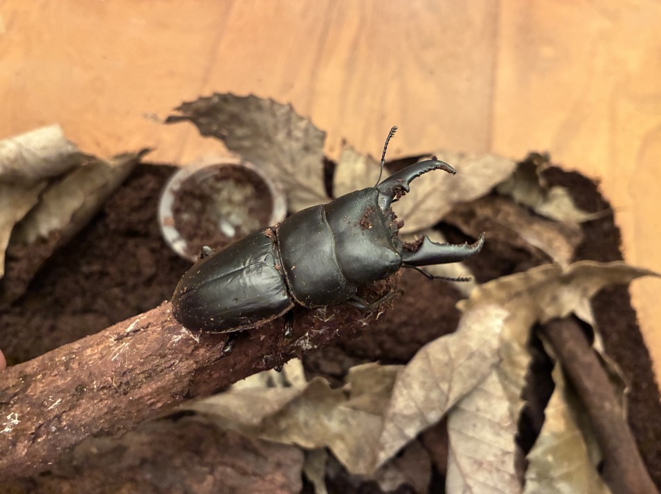 夏に捕まえたヒラタクワガタ