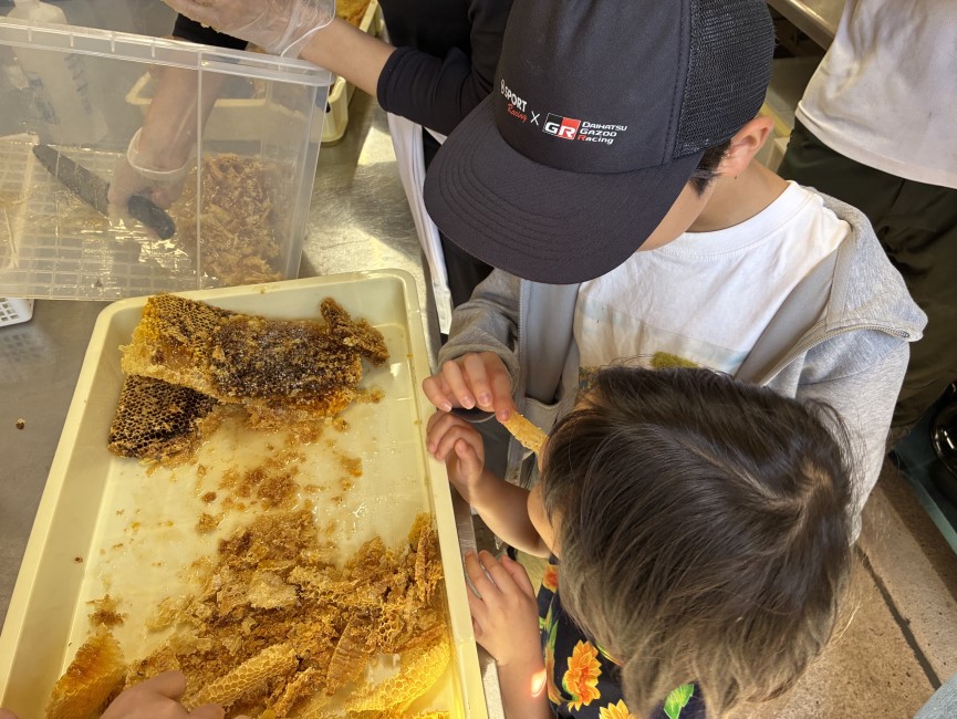 巣のかけらに直接吸い付いてハチミツを食べる子どもたち