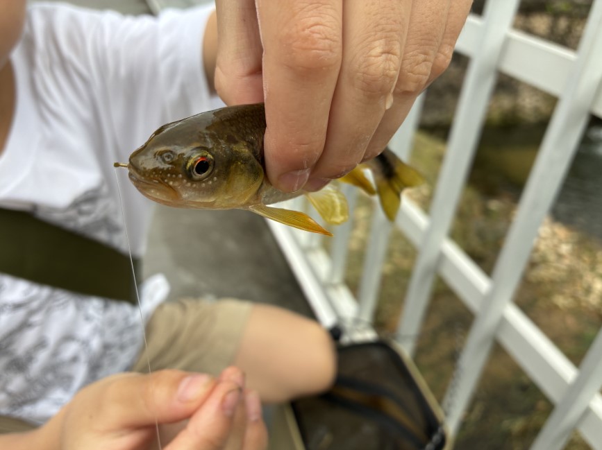 カワムツは山奥でも身近な川でも見られる魚