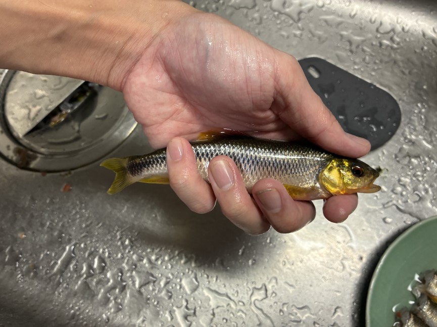 釣ったカワムツを捌いていく