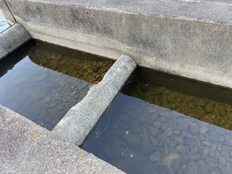 川の脇にある人工的な区画に水が溜まっている。ここなら捕まえやすそう。